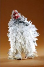 ini jenis elvis chicken.jpg