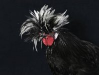 penganut aliran hard rock.jpg