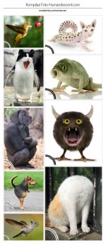 kompilasi-foto-humandescent.jpg