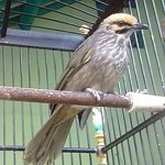 1PusatKicauManiaCucakRowo.jpg