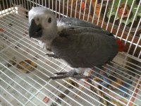 1PusatKicauManiaParrot.jpg