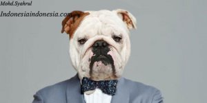 FaceAnimalHASIL.jpg