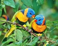 1PusatKicauManiaLoveBird.jpg