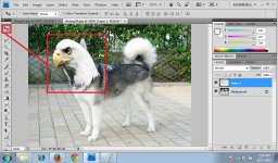 04. DogElangHead.jpg