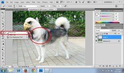 07. DogElangHead.jpg