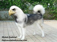 DogElangHeadHasil.jpg