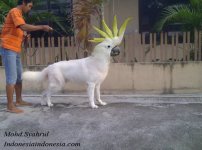 DogBeoHeadHasil.jpg