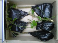 IMG01377-20120524-0653.jpg