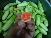 IMG01380-20120526-1518.jpg