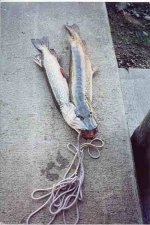 fish.jpg