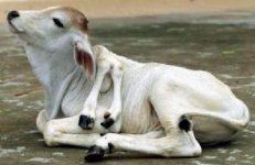 gambar_aneh2.jpg