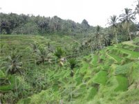 tegalalangnew_410.jpg