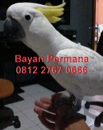 Foto-0001.jpg