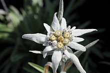 Edelweiss,_Leontopodium_alpinum.JPG