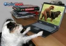 doggy_porn.jpg