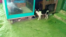 Screenshot_2017-04-09-16-57-28_com.miui.videoplayer.png
