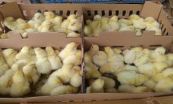 1BudiDOCbroiler.jpg