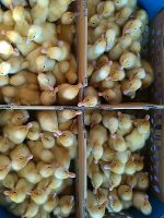 1BudiDODpekingKW.jpg