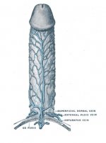 penis1.jpg