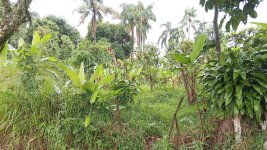 Tanah Dijual di Tamansari Bogor Dekat Desa Wisata Pasireurih, SMAN 1 Tamansari, Pusdikintel K...jpeg