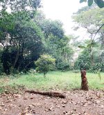 Tanah Dijual di Tajur Halang Bogor Dekat SMA Negeri 1 Tajurhalang, RS Citama Bojonggede, Stas...jpeg