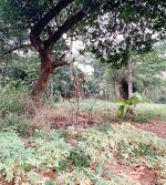 Tanah Dijual di Tajur Halang Bogor Dekat SMA Negeri 1 Tajurhalang, RS Citama Bojonggede, Stas...jpeg