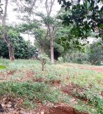 Tanah Dijual di Tajur Halang Bogor Dekat SMA Negeri 1 Tajurhalang, RS Citama Bojonggede, Stas...jpeg