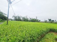 Dijual Tanah Sawah 2 Petak di Caringin Sukabumi Dekat SMP Negeri  1 Caringin, Kantor Desa Car...jpeg