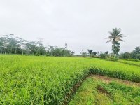 Dijual Tanah Sawah 2 Petak di Caringin Sukabumi Dekat SMP Negeri  1 Caringin, Kantor Desa Car...jpeg