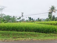 Dijual Tanah Sawah 2 Petak di Caringin Sukabumi Dekat SMP Negeri  1 Caringin, Kantor Desa Car...jpeg