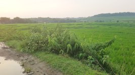 Tanah Dijual di Jonggol Bogor Dekat Rencana Tol JORR 3, RSIA Jonggol Bogor, Alun-Alun Jonggol...jpeg
