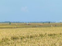 Dijual Tanah Sawah di Jayakerta Karawang Dekat RS Hastien Rengasdengklok, SMAN 1 Rengasdengkl...jpeg