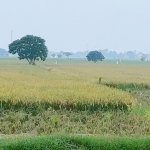 Dijual Tanah Sawah di Jayakerta Karawang Dekat RS Hastien Rengasdengklok, SMAN 1 Rengasdengkl...jpeg