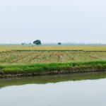 Dijual Tanah Sawah di Jayakerta Karawang Dekat RS Hastien Rengasdengklok, SMAN 1 Rengasdengkl...jpeg