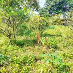 Jual Tanah Kavling di Bojongsari Kota Depok Dekat RS Citra Arafiq, RSUD Kota Depok, SMPN 10 D...jpeg
