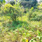 Jual Tanah Kavling di Bojongsari Kota Depok Dekat RS Citra Arafiq, RSUD Kota Depok, SMPN 10 D...jpeg