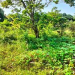 Jual Tanah Kavling di Bojongsari Kota Depok Dekat RS Citra Arafiq, RSUD Kota Depok, SMPN 10 D...jpeg