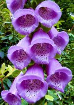 flower-power.jpg
