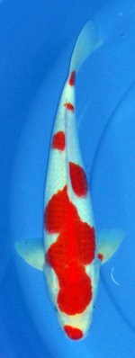 00A017,-35Cm,Rp.1.150..jpg