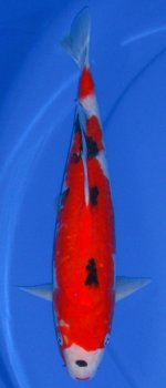 00B013,-35cm,900(R).jpg