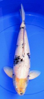 00E007,55Cm,1.500..jpg
