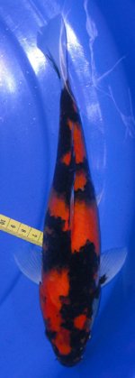 01E006,35CM,Rp.1.000..jpg