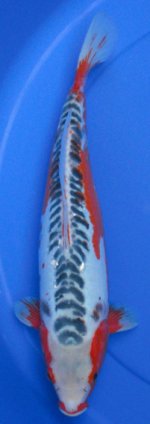 00F001,+40cm,Rp.1.400(R).jpg