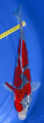 06J003,+35cm,Rp.1.250..jpg