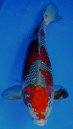 07J004,+30cm,500..jpg