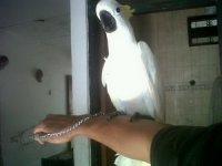 yulianto2.jpg
