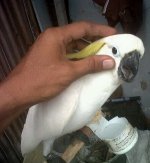 yulianto3.jpg