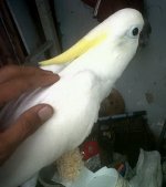 yulianto4.jpg