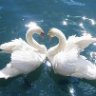 swanlove
