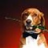 agles_black